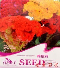 盆栽室內(nèi)花卉批發(fā)的最新趨勢(shì)與焦炭的意外關(guān)聯(lián)